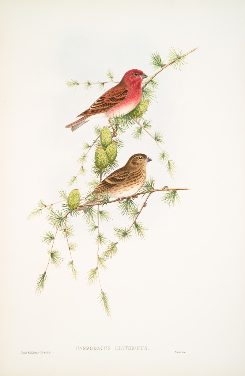 Carpodacus erythrinus. Scarlet Bullfinch. — John Gould