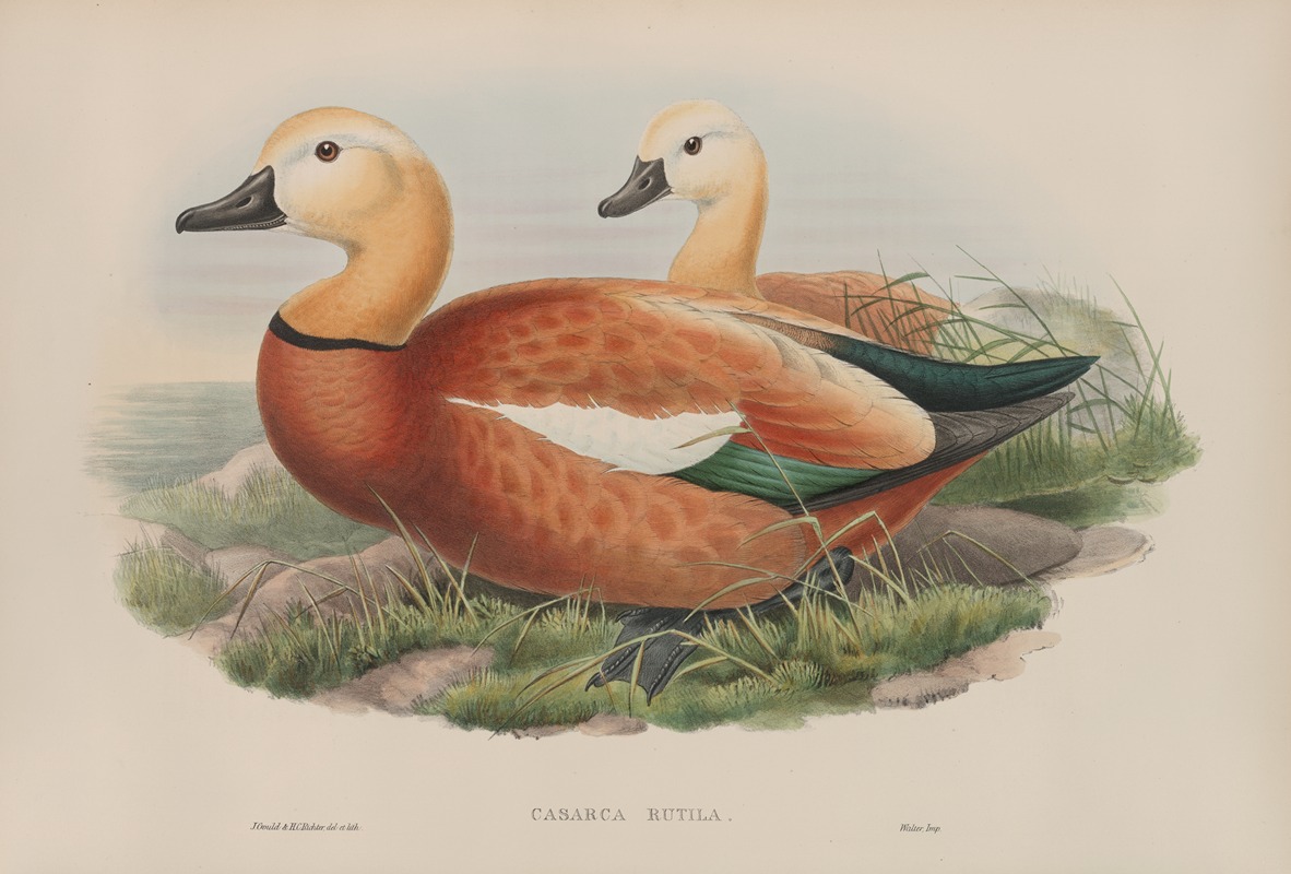 Casarca rutila. Ruddy Sheldrake. by John Gould, 1862-1873 — digital art print download
