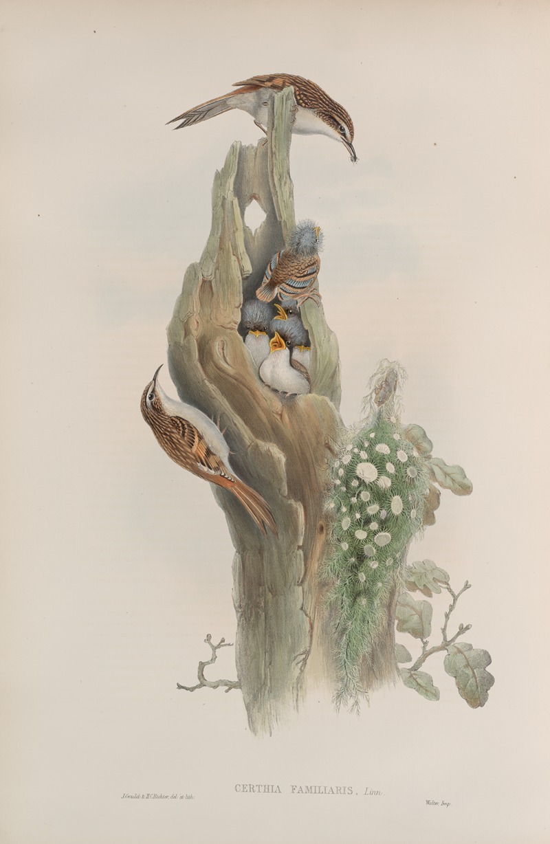 Certhia familiaris. Tree-Creeper. by John Gould, 1862-1873 — digital art print download
