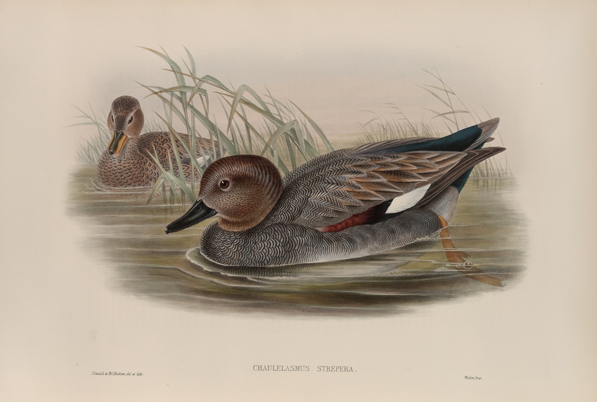 Chaulelasmus strepera. Gadwall. by John Gould, 1862-1873 — digital art print download