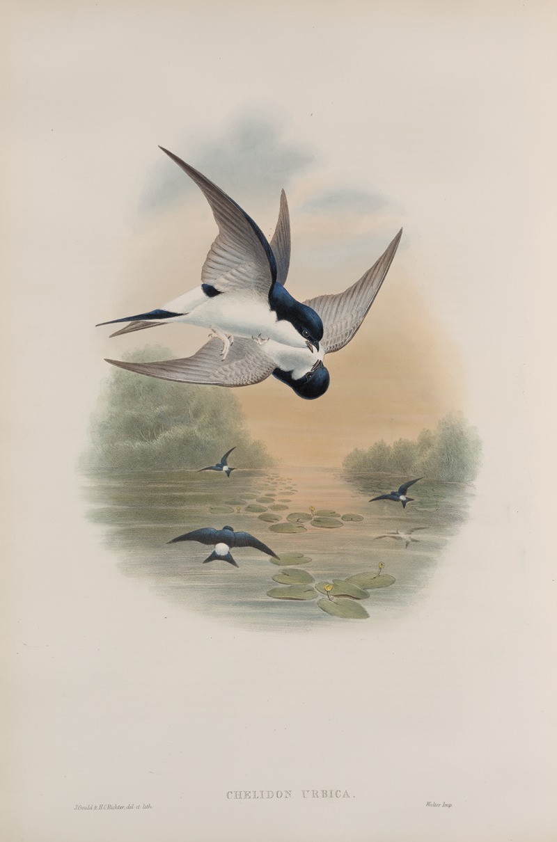Chelidon urbica. House-Martin. — John Gould