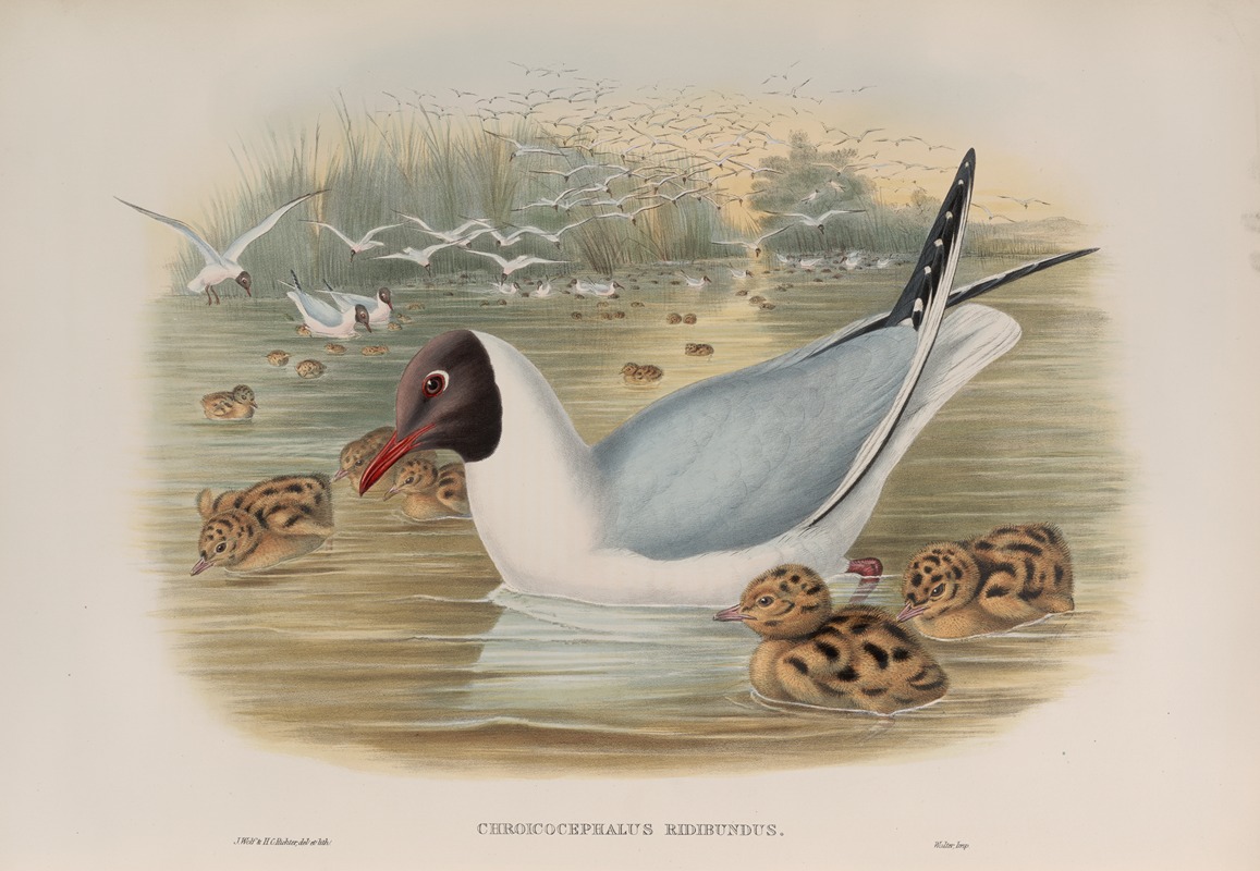 Chroicocephalus ridibundus. Black-headed Gull. by John Gould, 1862-1873 — digital art print download