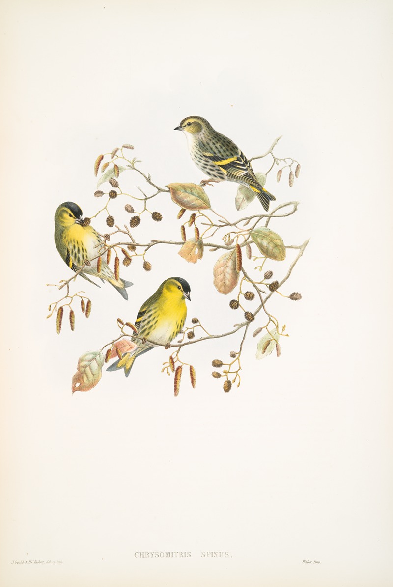 Chrysomitris spinus. Siskin. by John Gould, 1862-1873 — digital art print download
