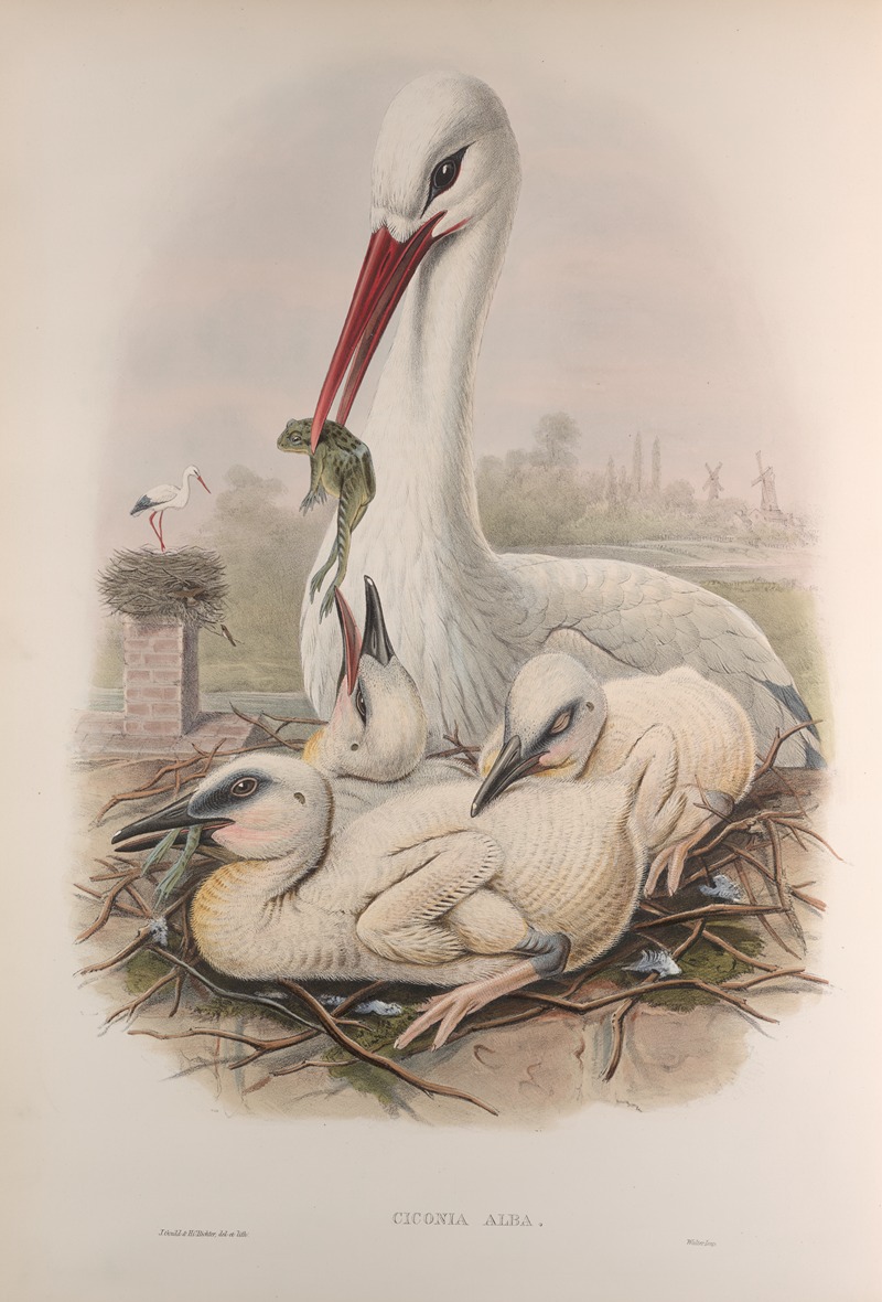 Ciconia alba. Stork. by John Gould, 1862-1873 — digital art print download