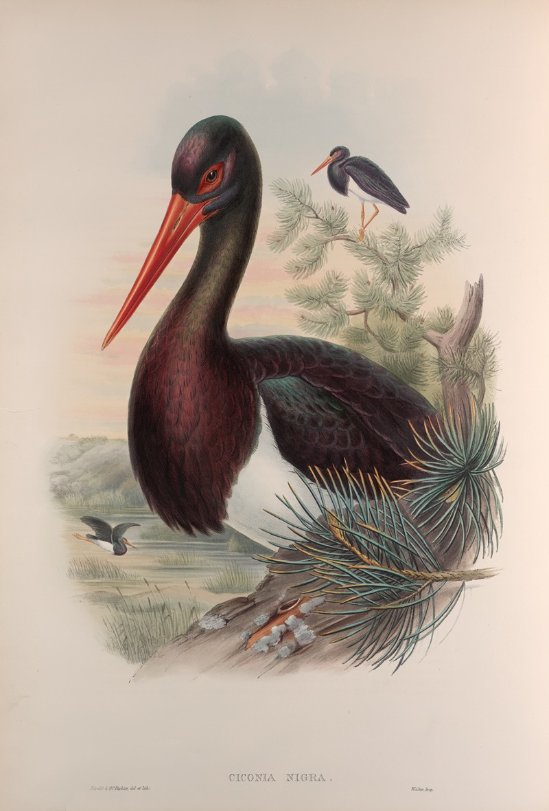 Ciconia nigra. Black Stork. by John Gould, 1862-1873 — digital art print download