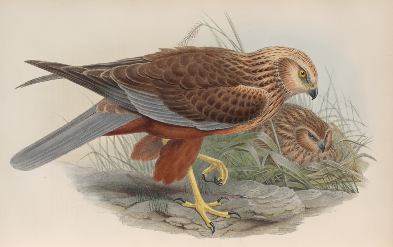 Circus æruginosus. Marsh-Harrier. by John Gould, 1862-1873 — digital art print download