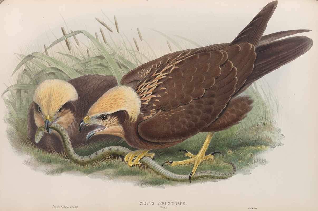 Circus æruginosus. Young. Marsh-Harrier. by John Gould, 1862-1873 — digital art print download