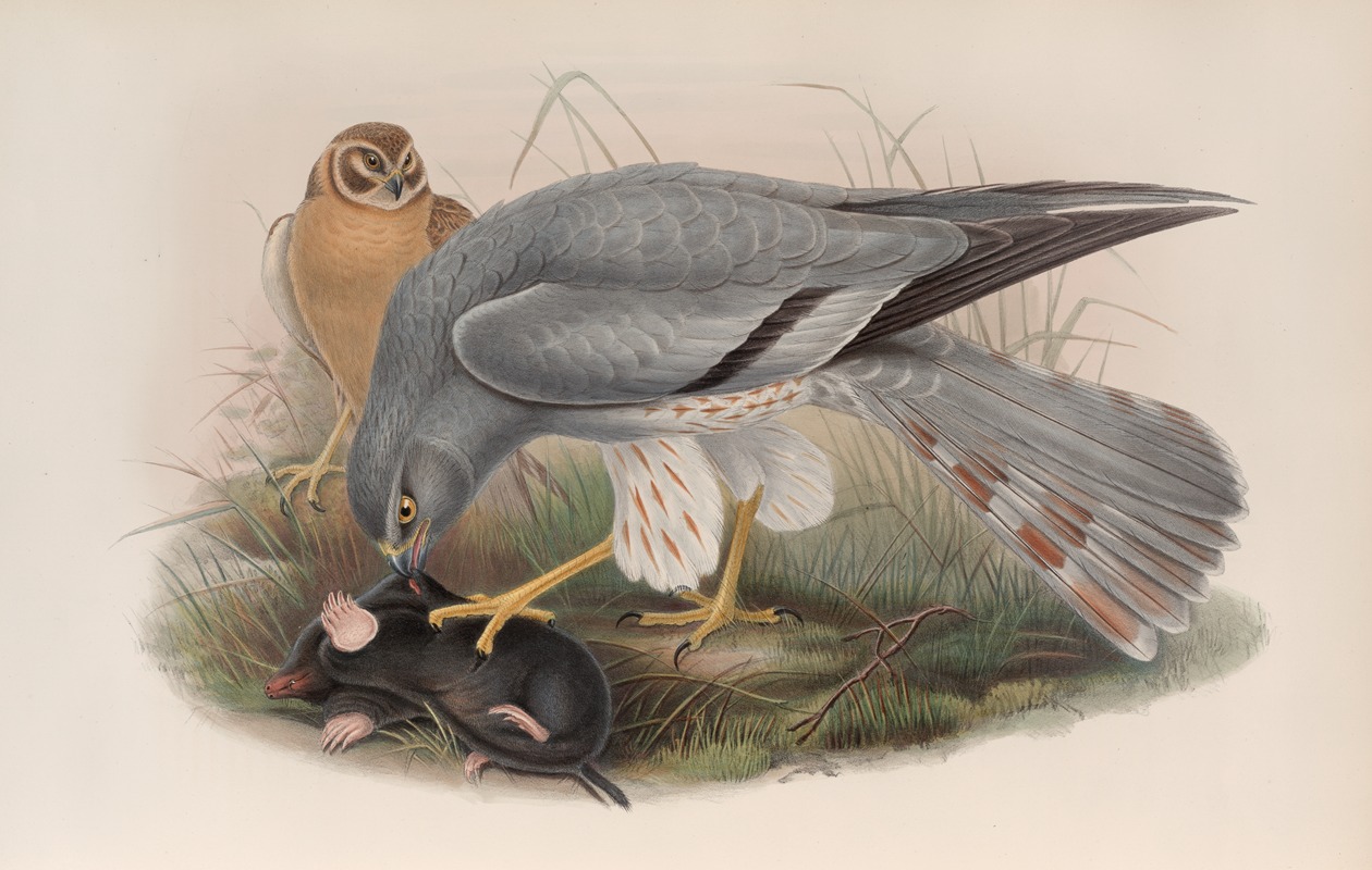 Circus cinerascens. Ash-colored Harrier. by John Gould, 1862-1873 — digital art print download