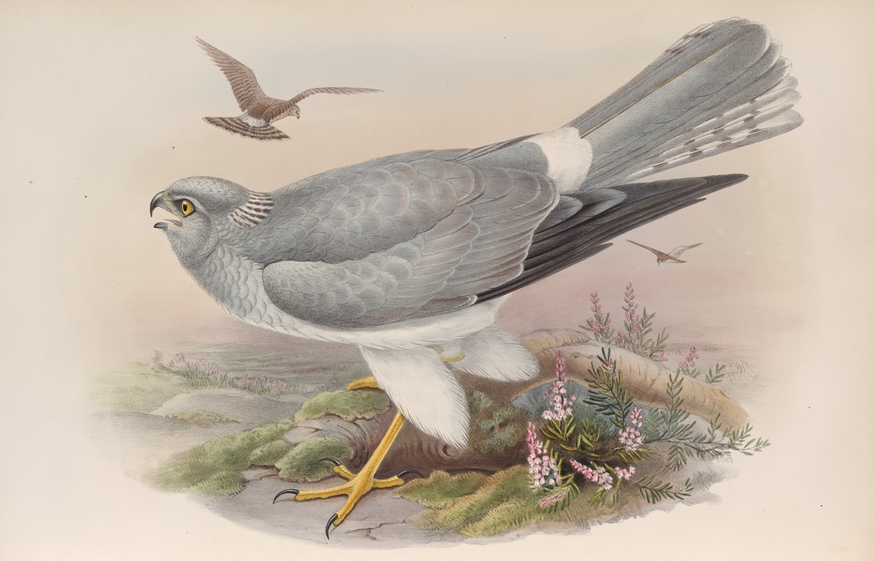 Circus cyaneus. Hen Harrier. by John Gould, 1862-1873 — digital art print download