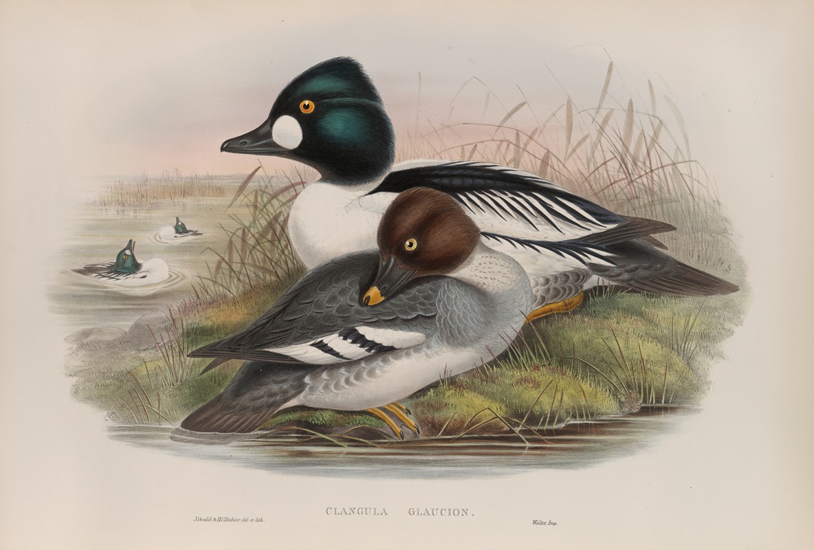 Clangula glaucion. Golden-eye. by John Gould, 1862-1873 — digital art print download