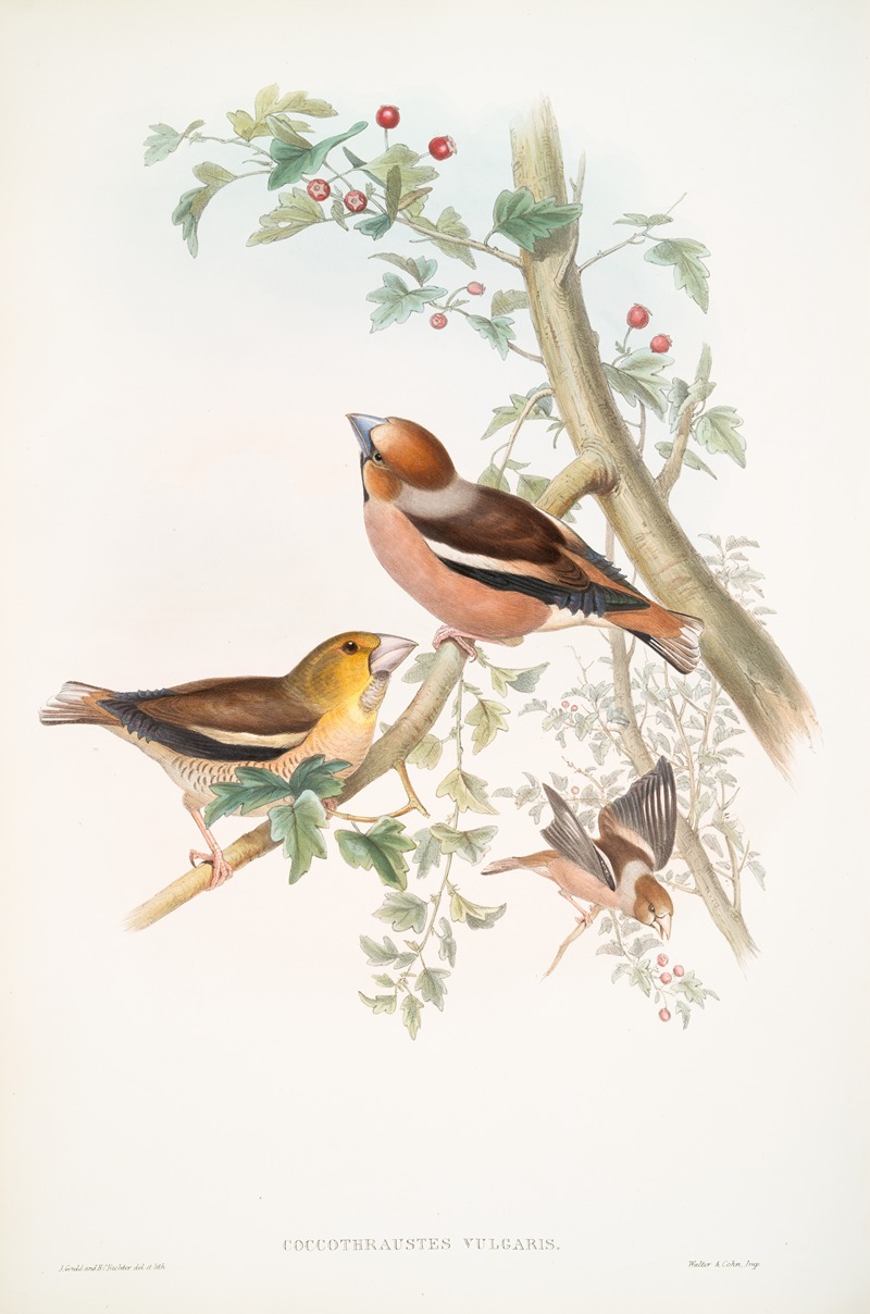 Coccothraustes vulgaris. Hawfinch. — John Gould