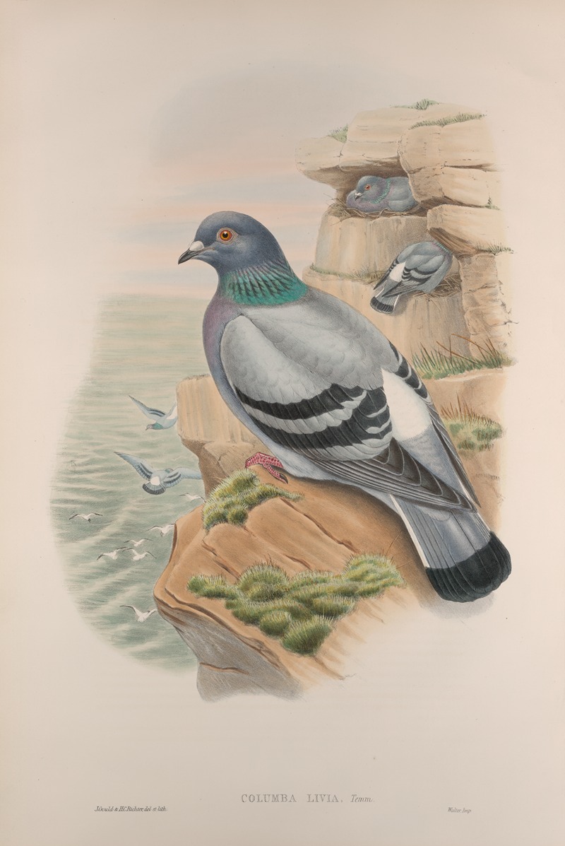 Columba livia. Rock-Pigeon. — John Gould