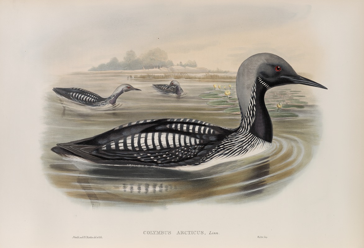Colymbus arcticus. Black-throated Diver. — John Gould