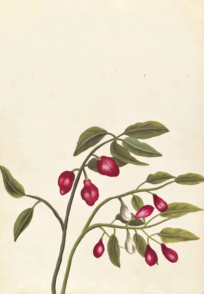 Plantes etrang par Aubriet Pl.044 — Claude Aubriet