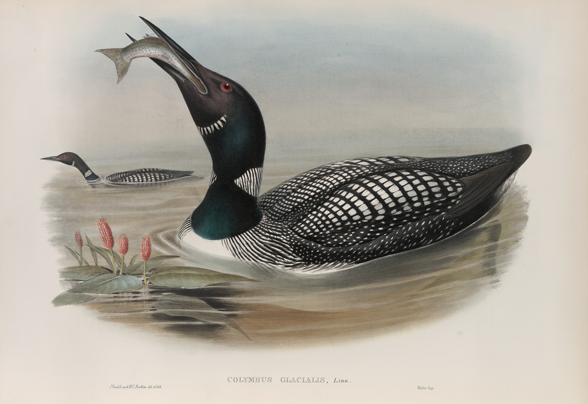 Colymbus glacialis. Great Northern Diver. — John Gould