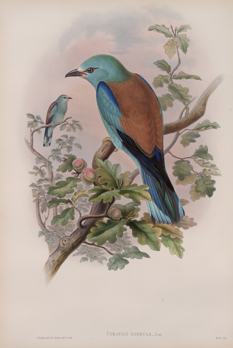 Coracias garrula. Roller. by John Gould, 1862-1873 — digital art print download