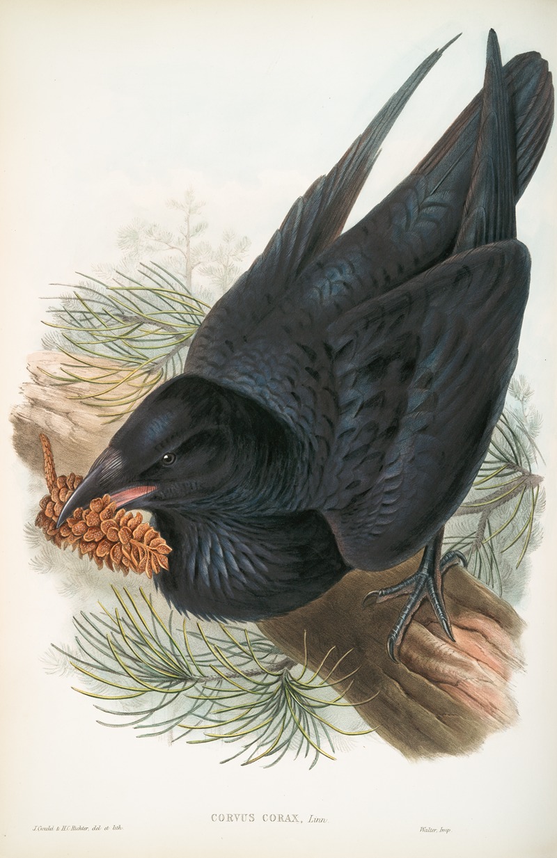 Corvux corax. Raven. by John Gould, 1862-1873 — digital art print download