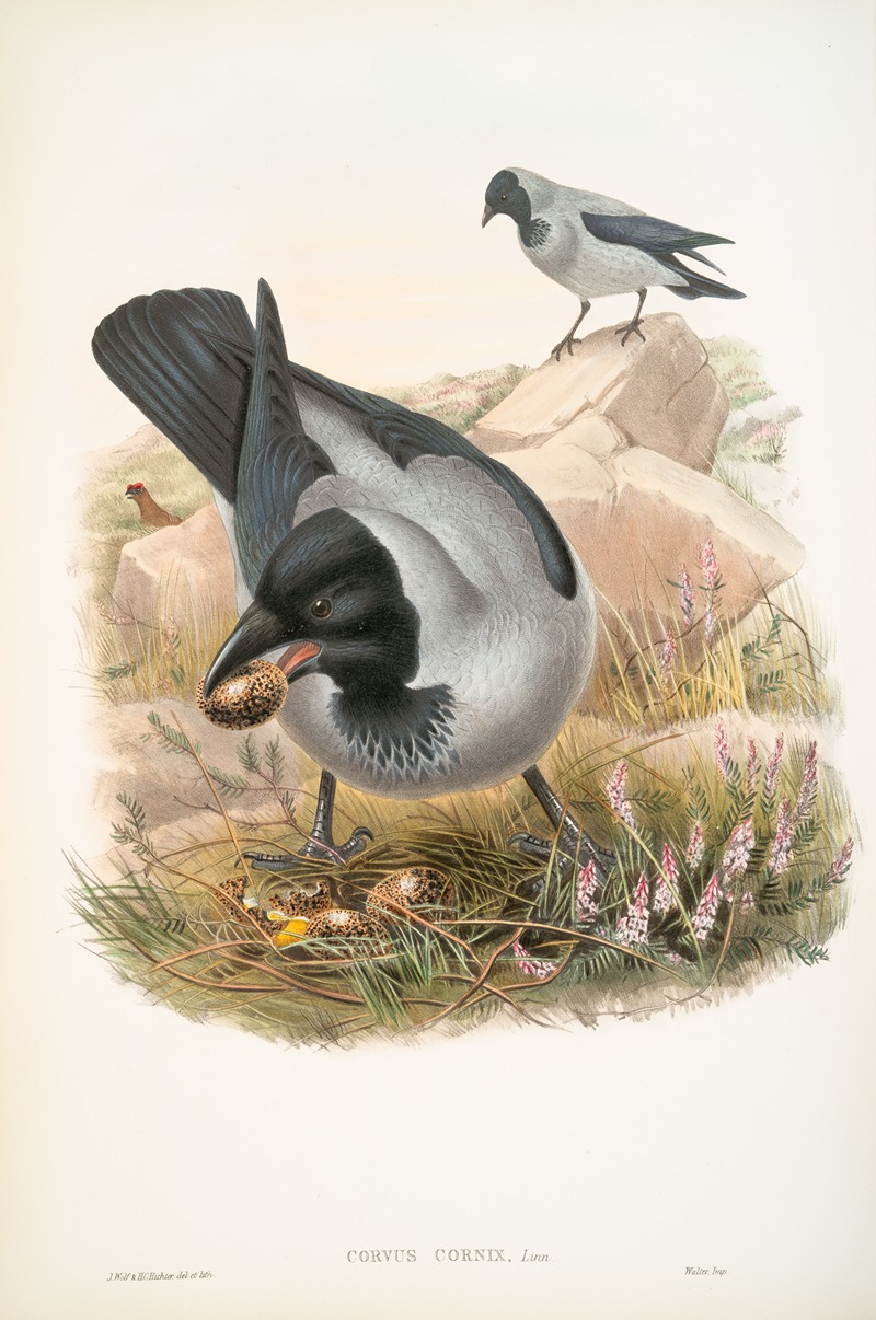 Corvux cornix. Hooded Crow. by John Gould, 1862-1873 — digital art print download