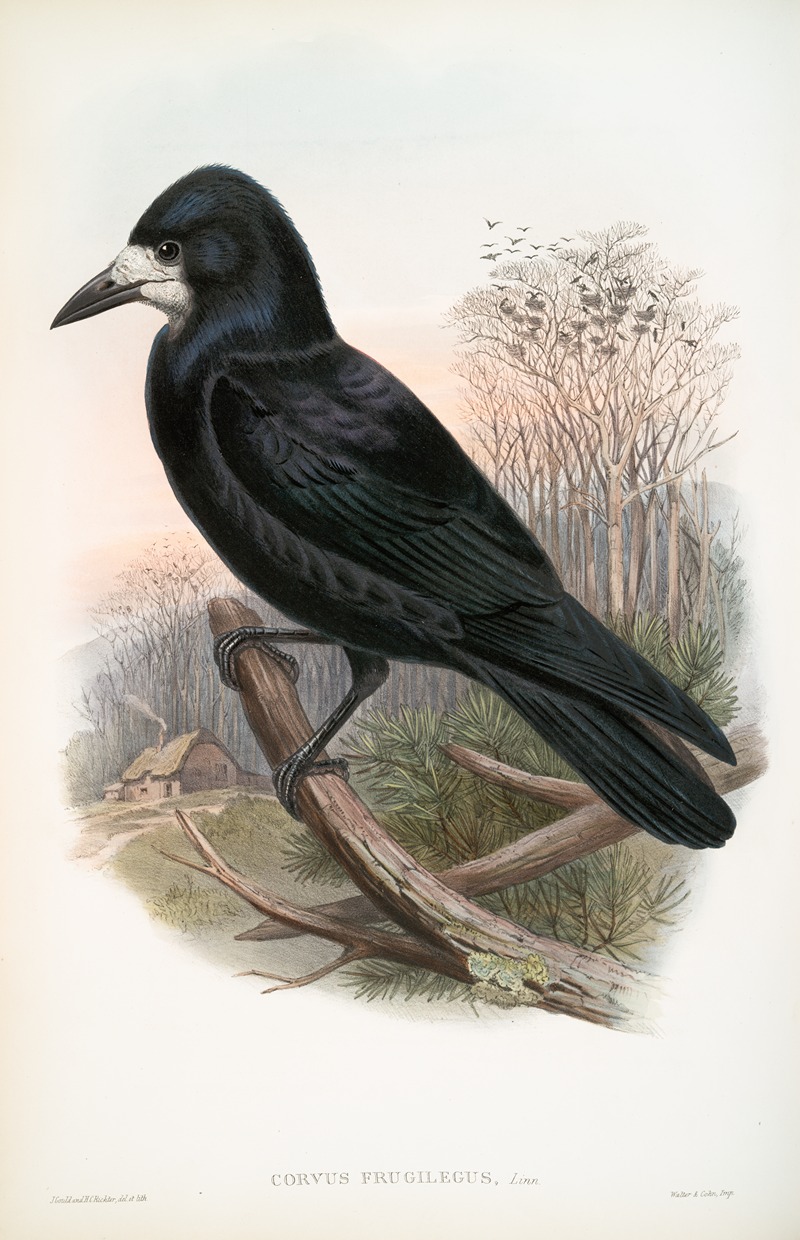 Corvux frugilegus. Rook. — John Gould