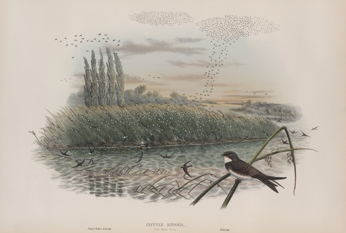 Cotyle riparia. Sand-Martin, young. by John Gould, 1862-1873 — digital art print download