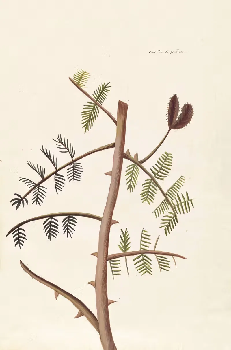 Plantes etrang par Aubriet Pl.045 — Claude Aubriet