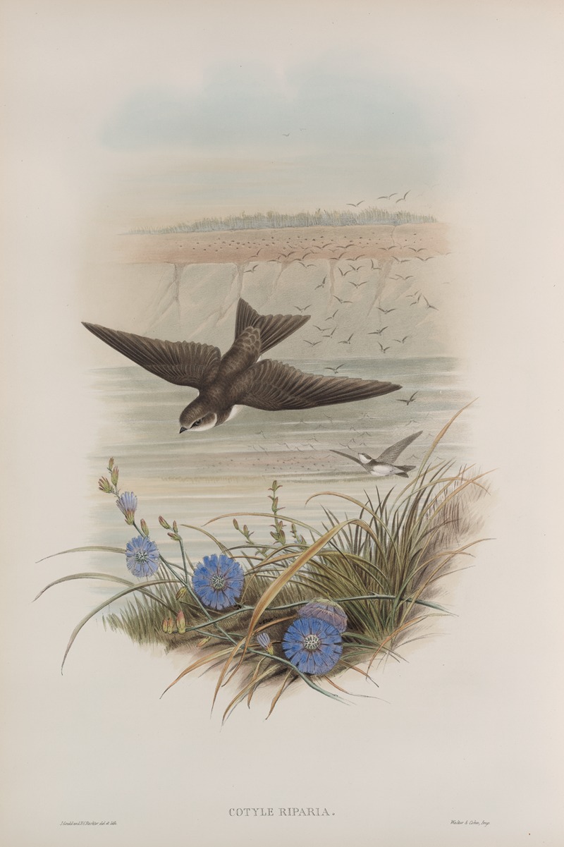 Cotyle riparia. Sand-Martin. by John Gould, 1862-1873 — digital art print download