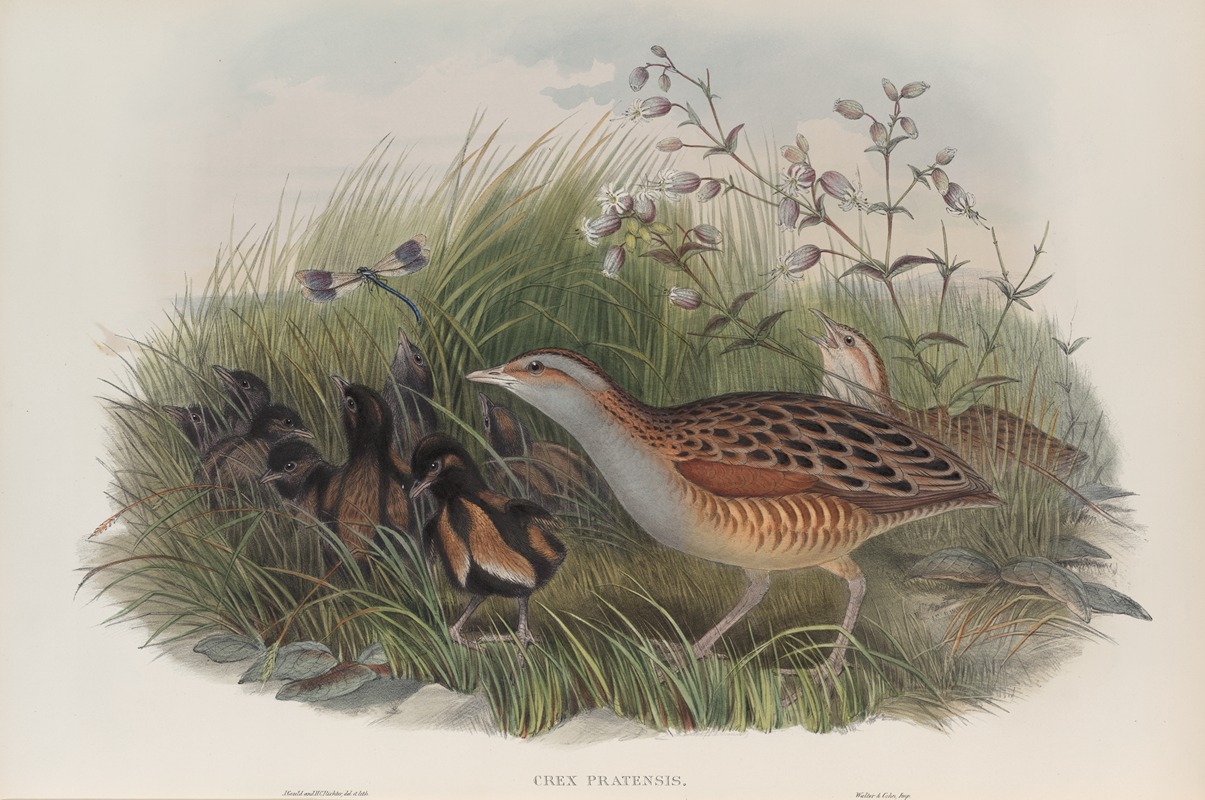 Crex pratensis. Land-Rail, or Corn Crake. by John Gould, 1862-1873 — digital art print download