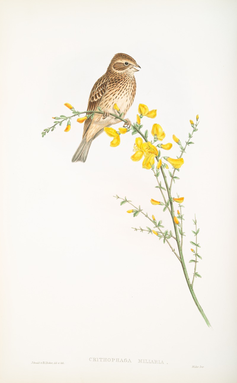 Crithophaga miliaria. Common Bunting. by John Gould, 1862-1873 — digital art print download