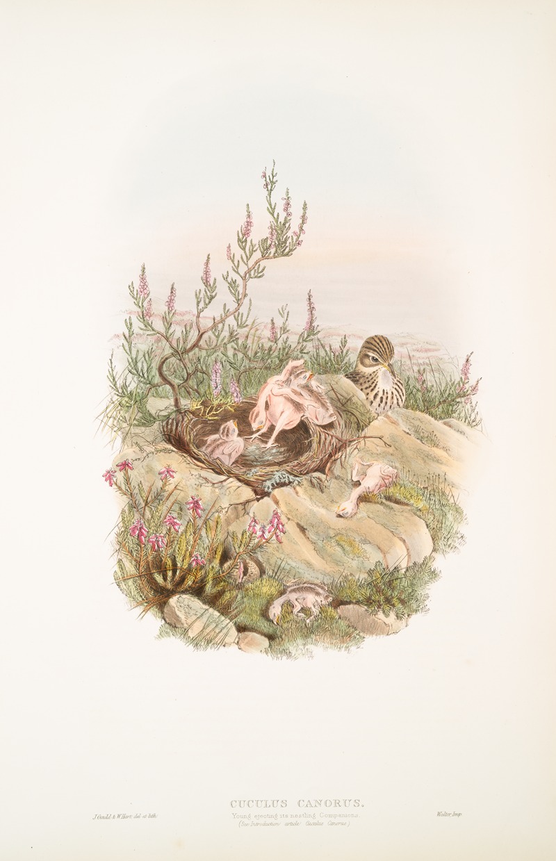 Cuculus canorus. Young ejecting its nestling Companions. by John Gould, 1862-1873 — digital art print download