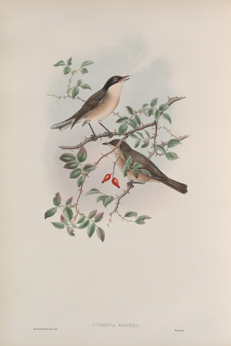 Curruca orphea. Orphean Warbler. by John Gould, 1862-1873 — digital art print download