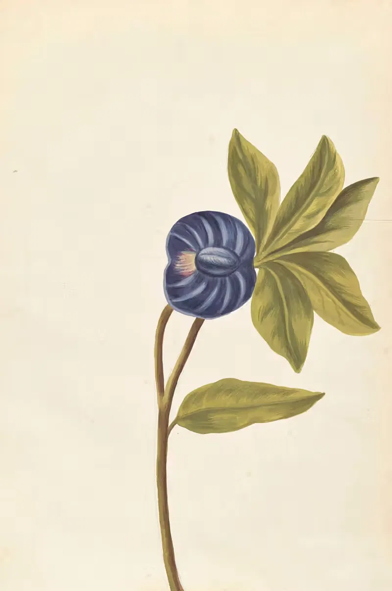 Plantes etrang par Aubriet Pl.046 — Claude Aubriet