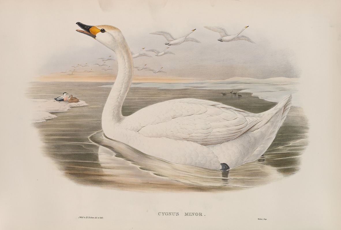 Cygnus minor. Bewick's Swan. by John Gould, 1862-1873 — digital art print download