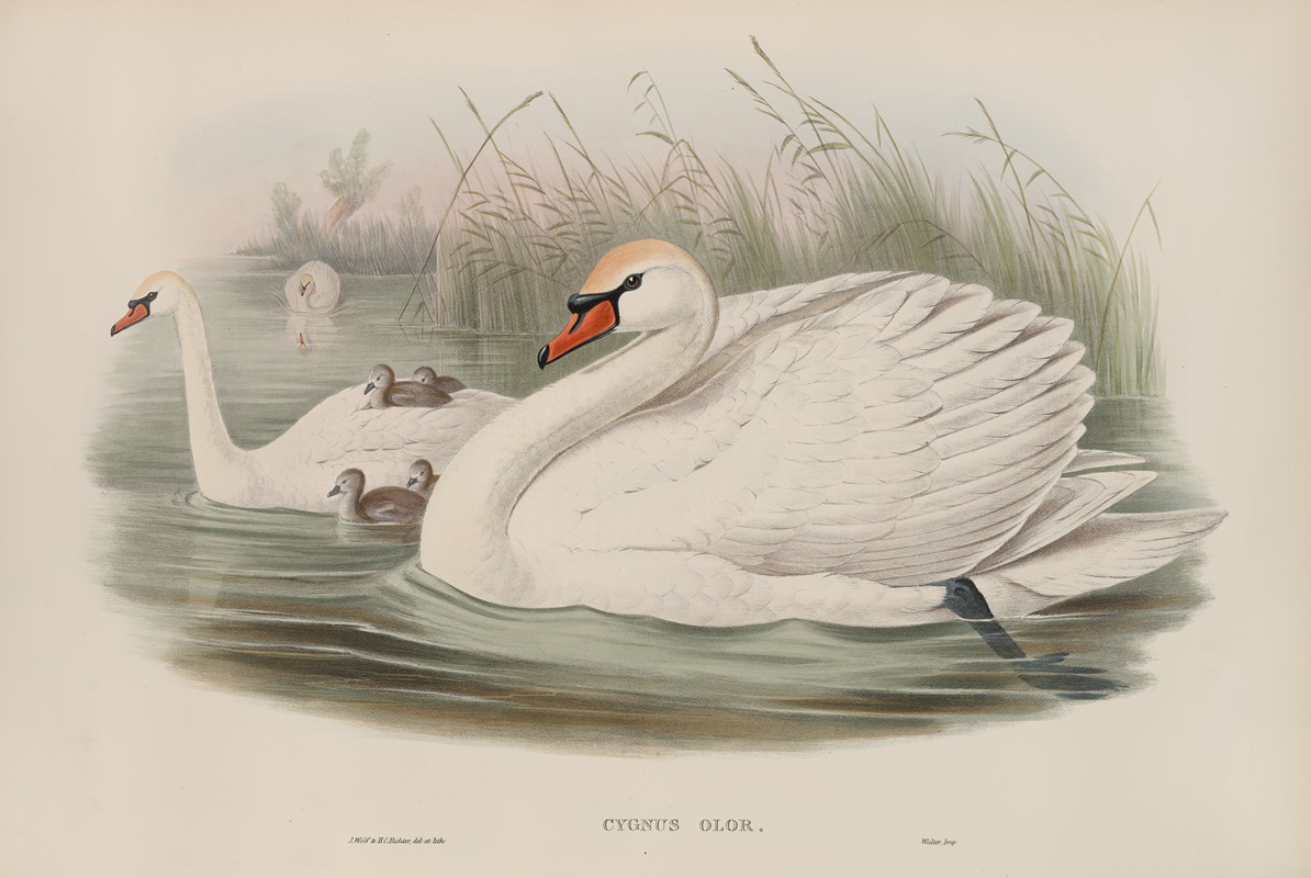 Cygnus olor. Mute Swan. by John Gould, 1862-1873 — digital art print download