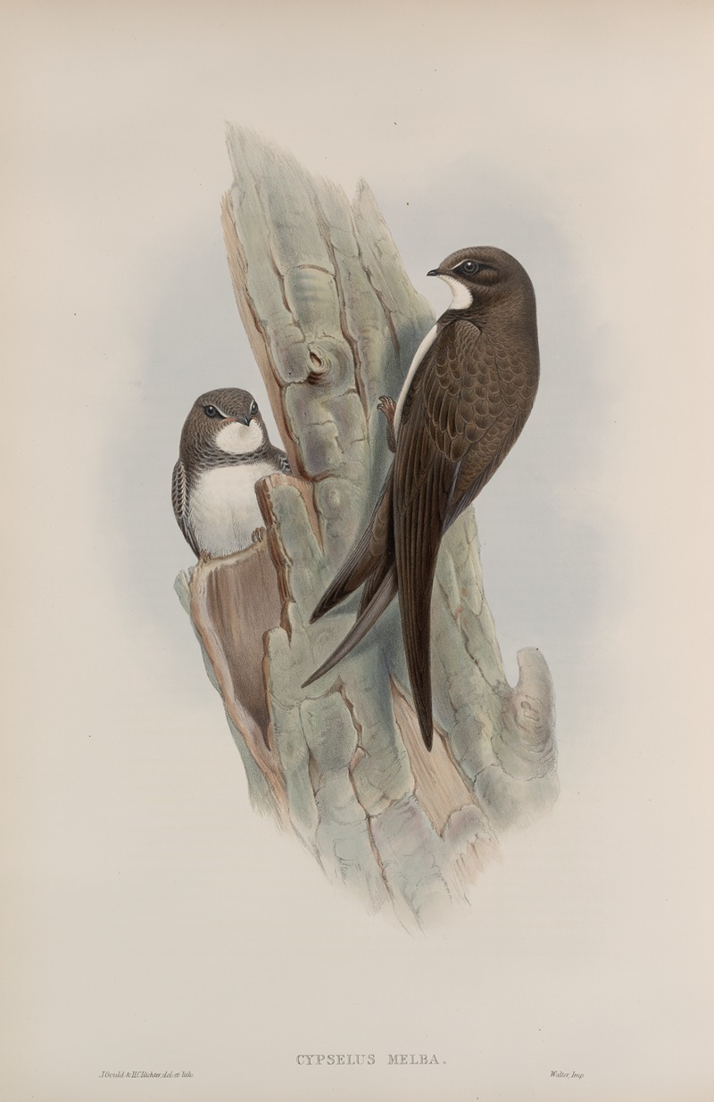 Cypselus melba. Alpine Swift. by John Gould, 1862-1873 — digital art print download