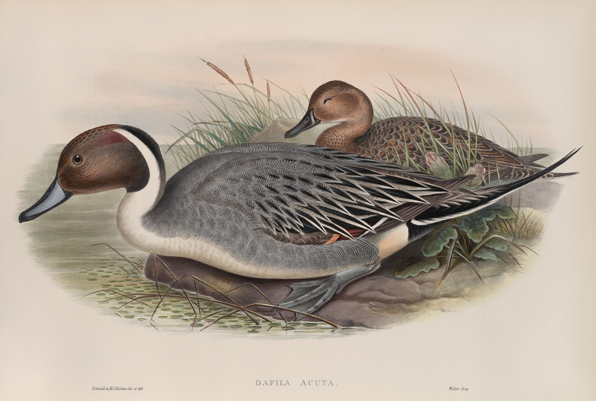 Dafila acuta. Pin-tailed Duck. by John Gould, 1862-1873 — digital art print download