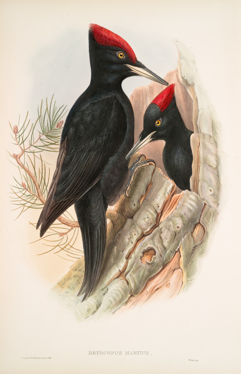 Dryocopus martius. Great Black Woodpecker. — John Gould