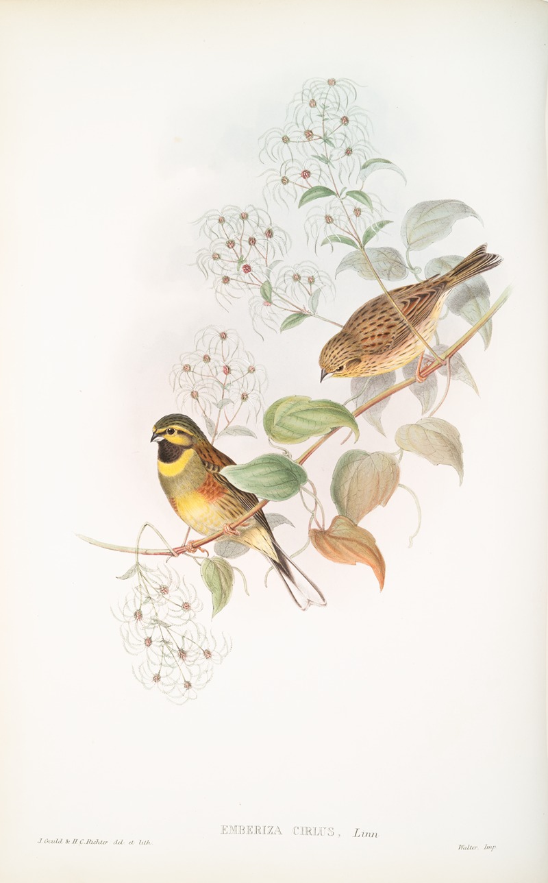 Emberiza cirlus. Cirl Bunting. by John Gould, 1862-1873 — digital art print download