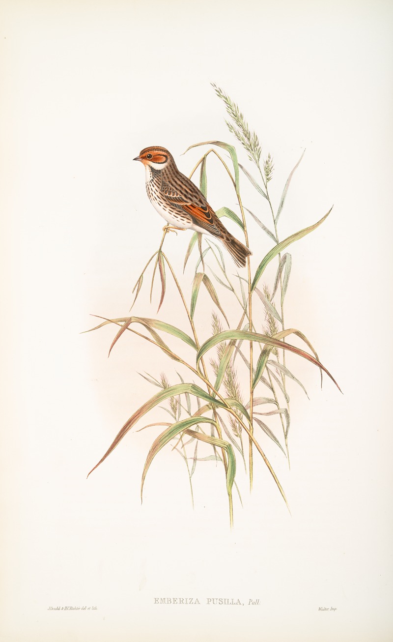 Emberiza pusilla. Dwarf Bunting. by John Gould, 1862-1873 — digital art print download