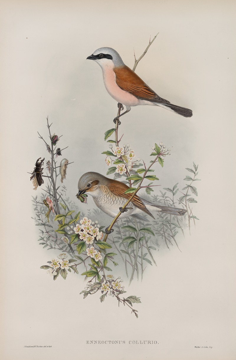 Enneoctonus collurio.Butcher Bird by John Gould, 1862-1873 — digital art print download