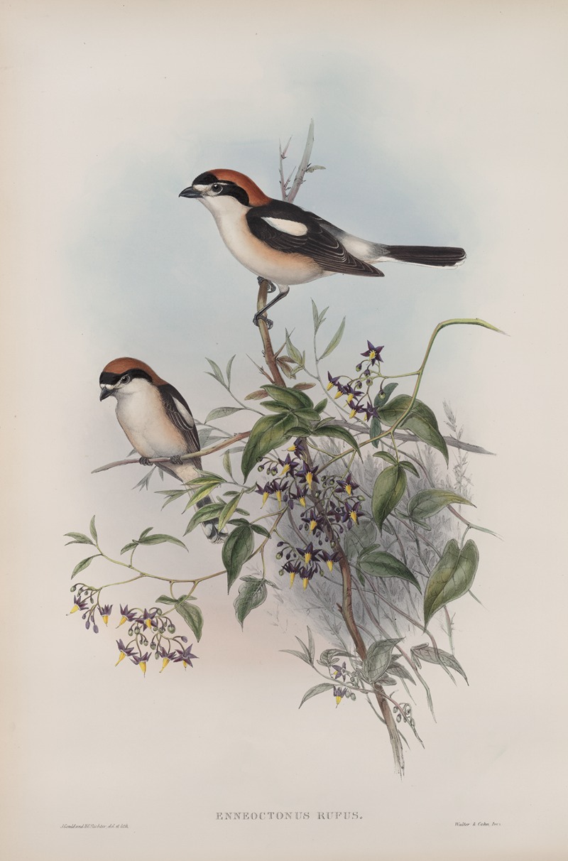 Enneoctonus rufus. Woodchat by John Gould, 1862-1873 — digital art print download