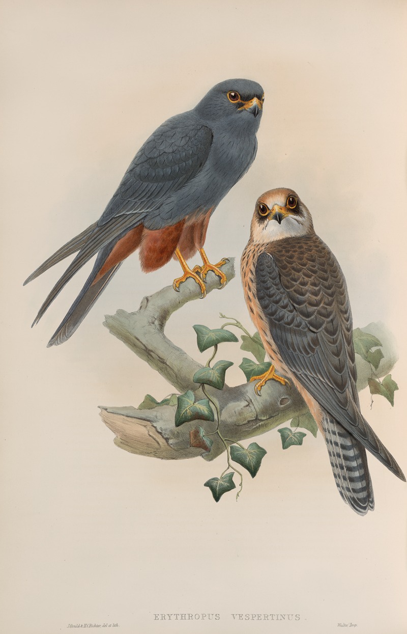 Erythropus vespertinus. Orange-legged Hobby. — John Gould
