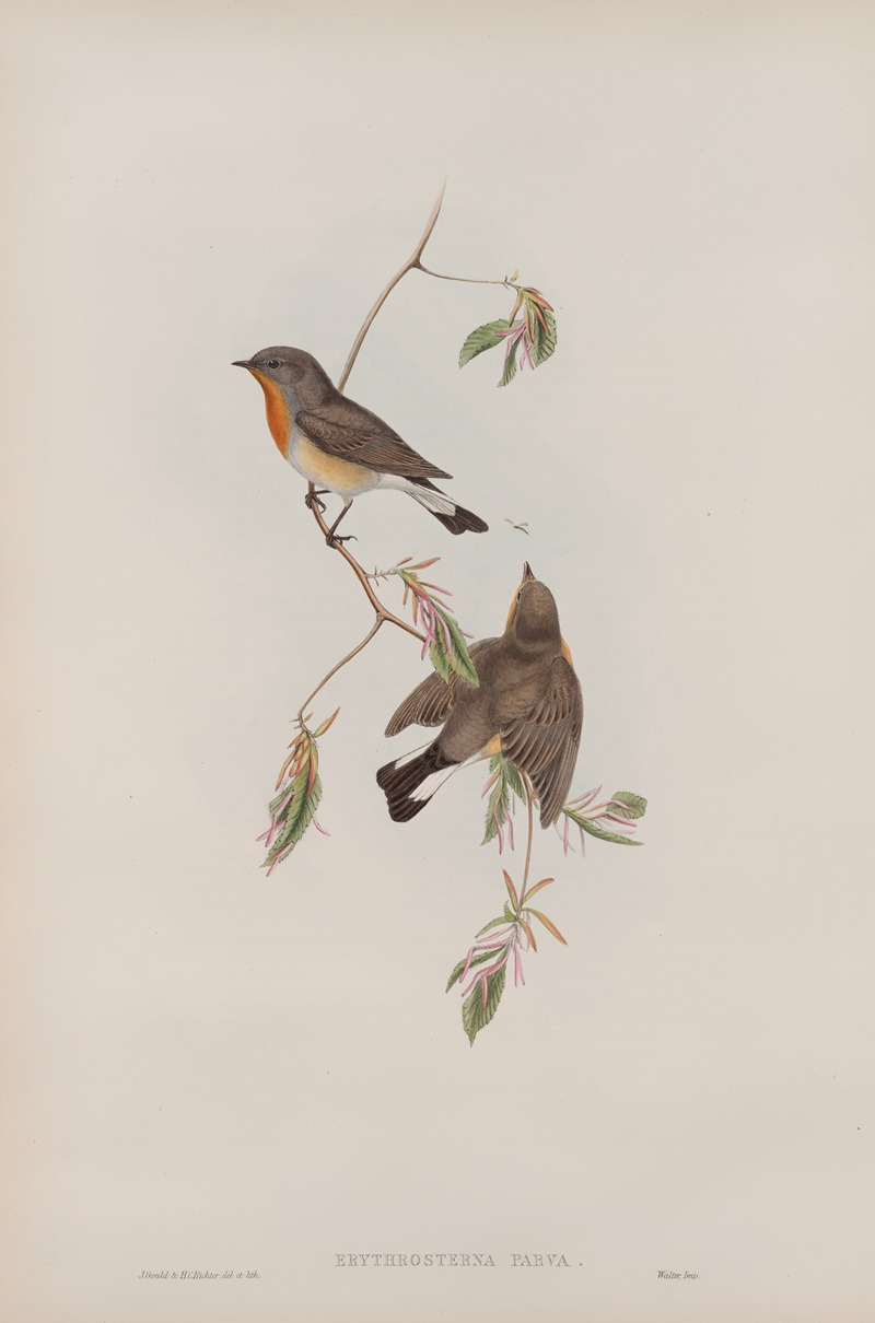 Erythrosterna parva. Red-breasted Flycatcher. by John Gould, 1862-1873 — digital art print download