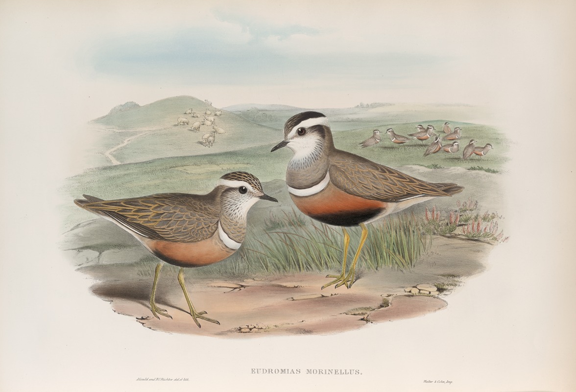 Eudromias morinellus. Dotterel. by John Gould, 1862-1873 — digital art print download