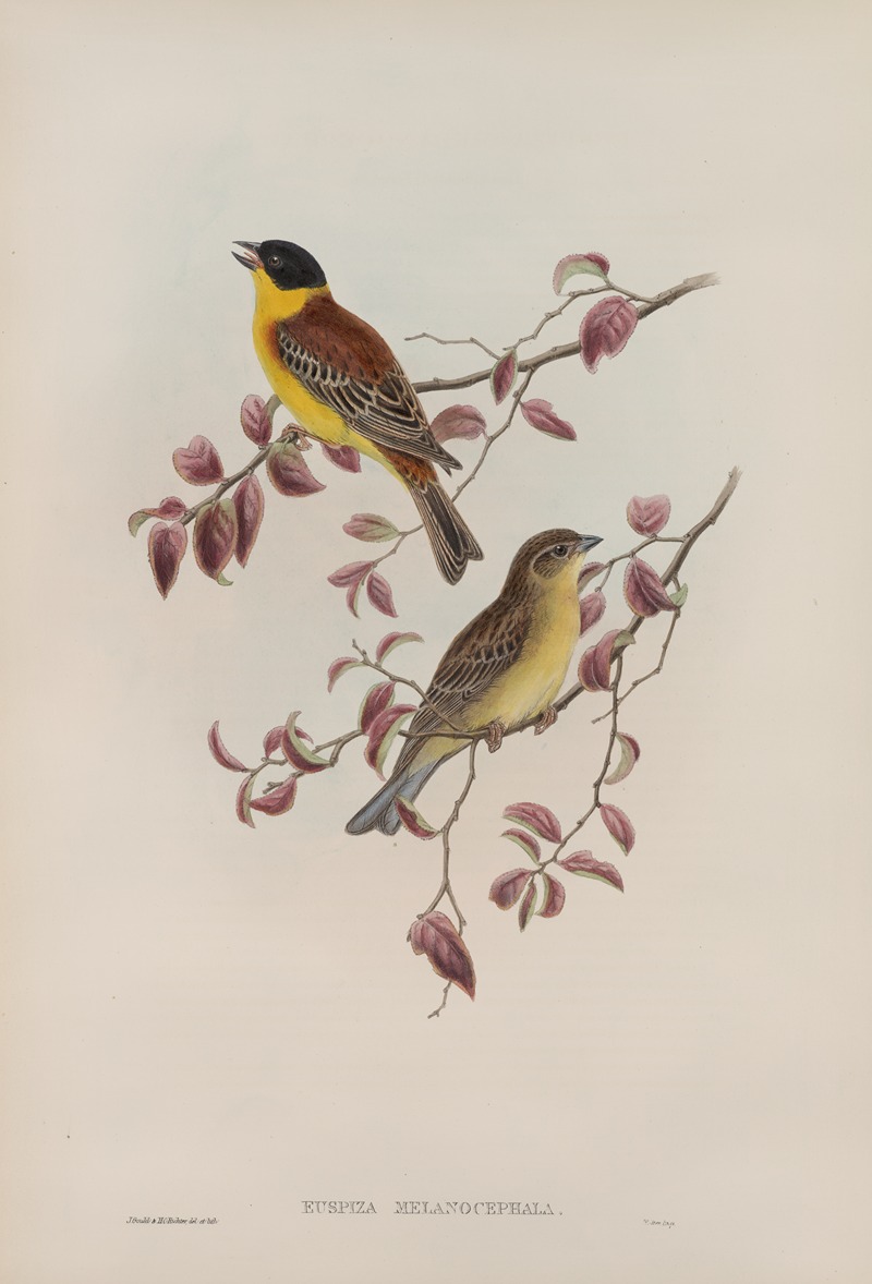 Euspiza malanocephala. Black-headed Bunting. by John Gould, 1862-1873 — digital art print download