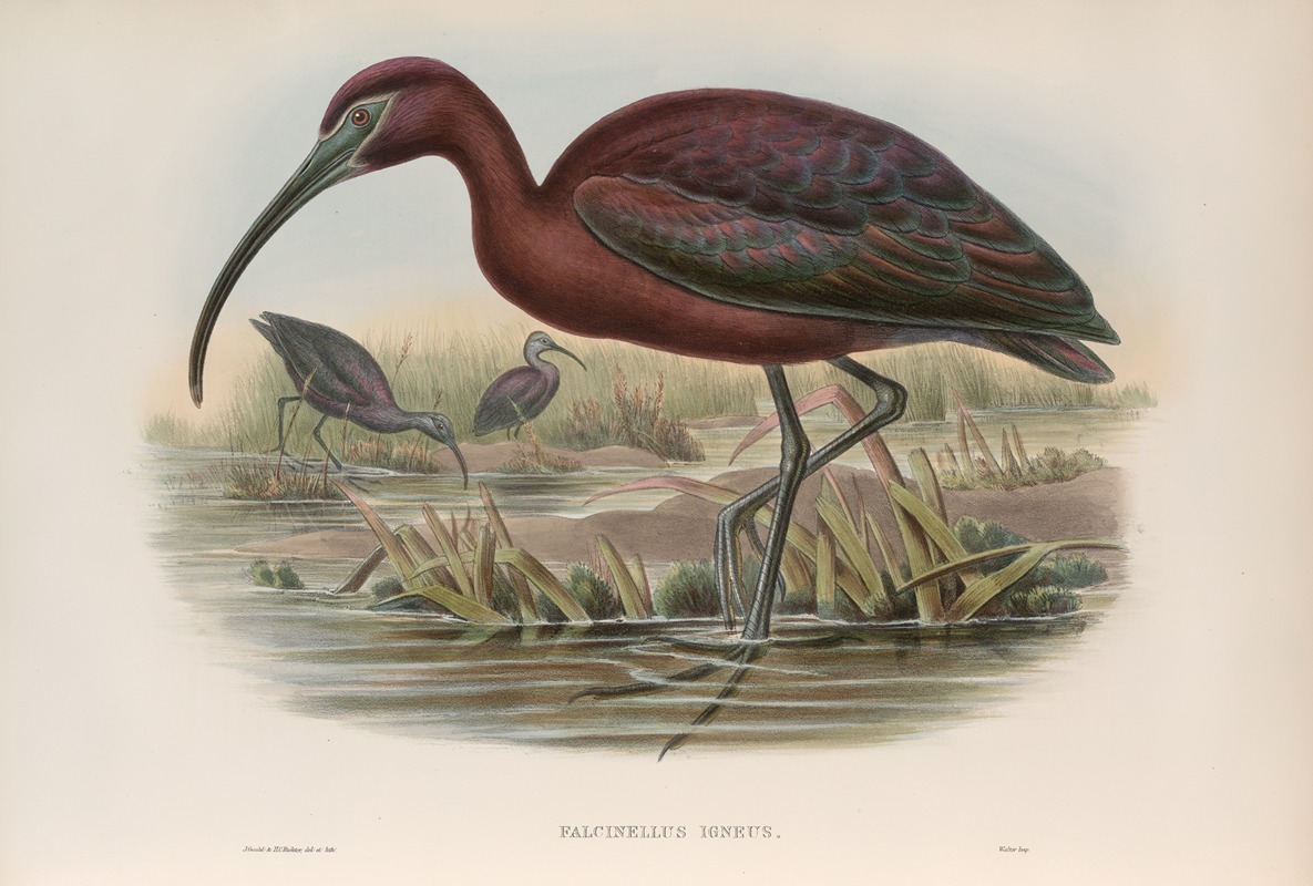 Falcinellus igneus. Glossy Ibis. by John Gould, 1862-1873 — digital art print download