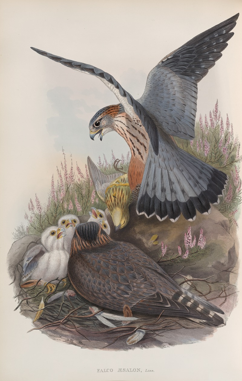 Falco æsalon. Merlin. by John Gould, 1862-1873 — digital art print download