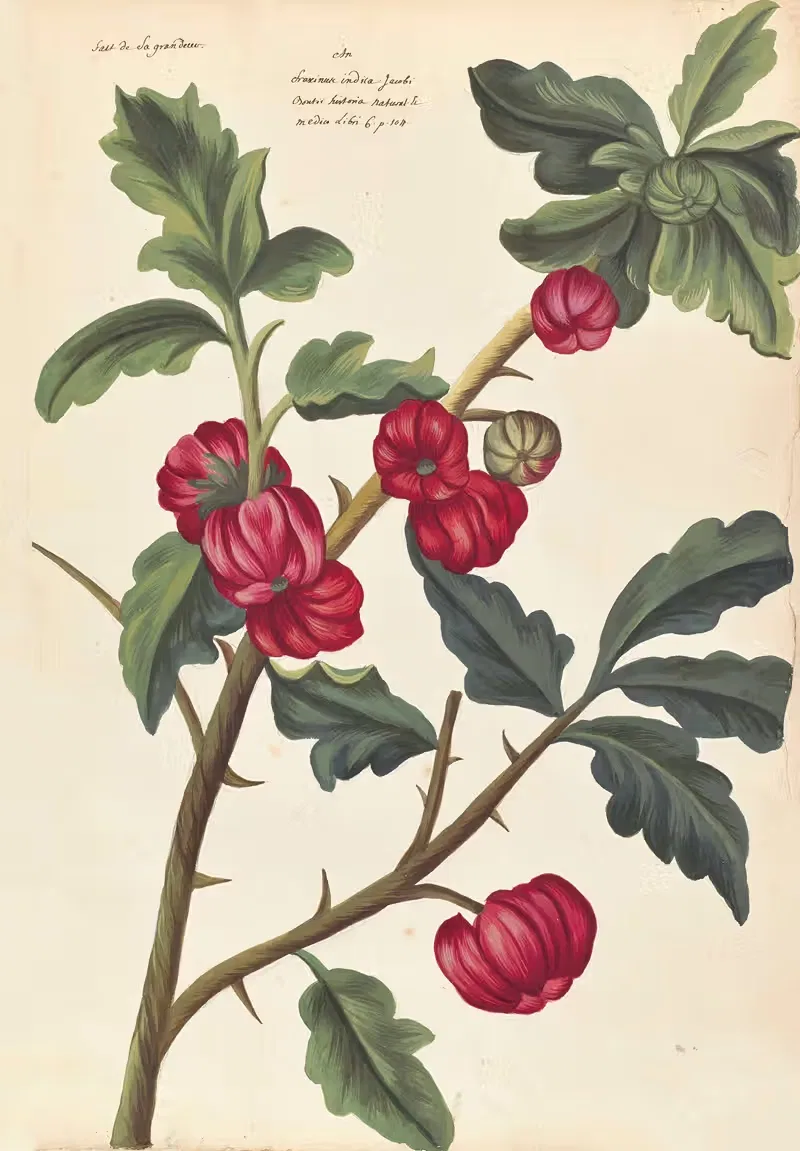 Plantes etrang par Aubriet Pl.048 — Claude Aubriet