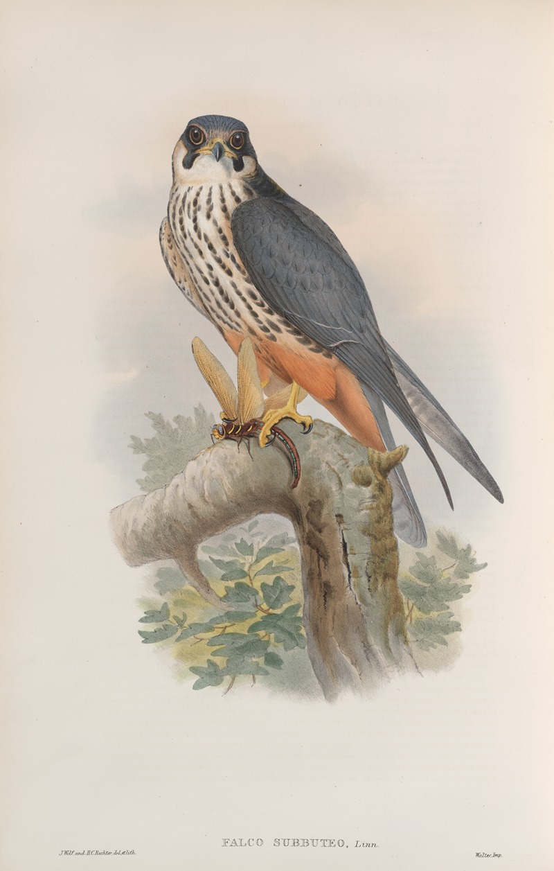Falco subbuteo. Hobby. by John Gould, 1862-1873 — digital art print download
