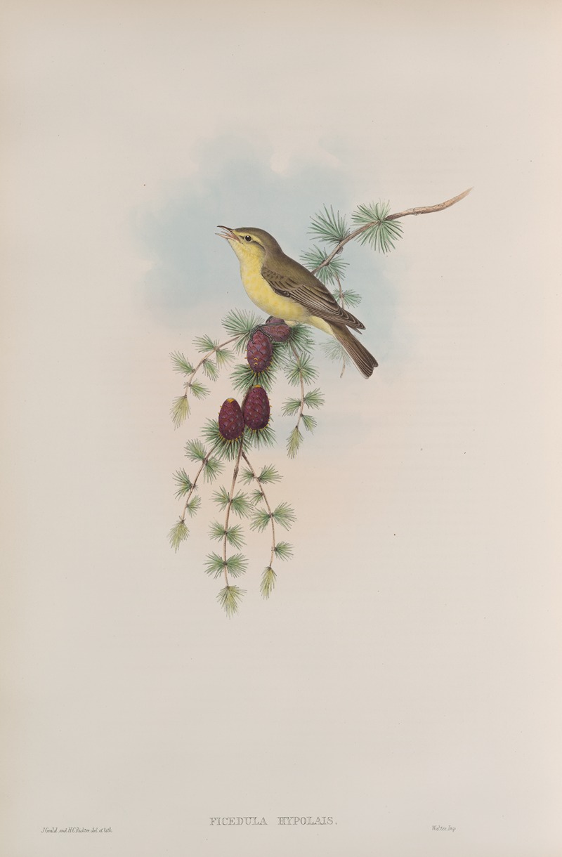 Ficedula hypolais. Melodious Warbler. by John Gould, 1862-1873 — digital art print download