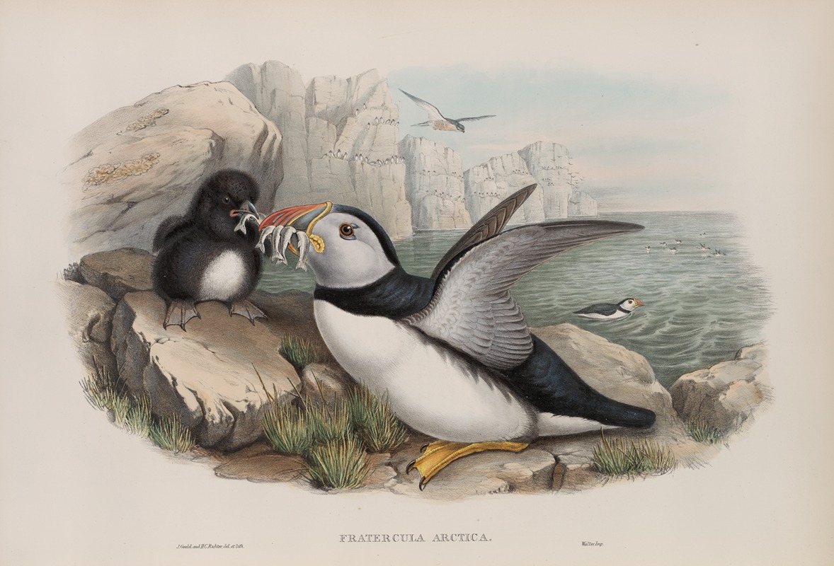 Fratecula arctica. Puffin. by John Gould, 1862-1873 — digital art print download